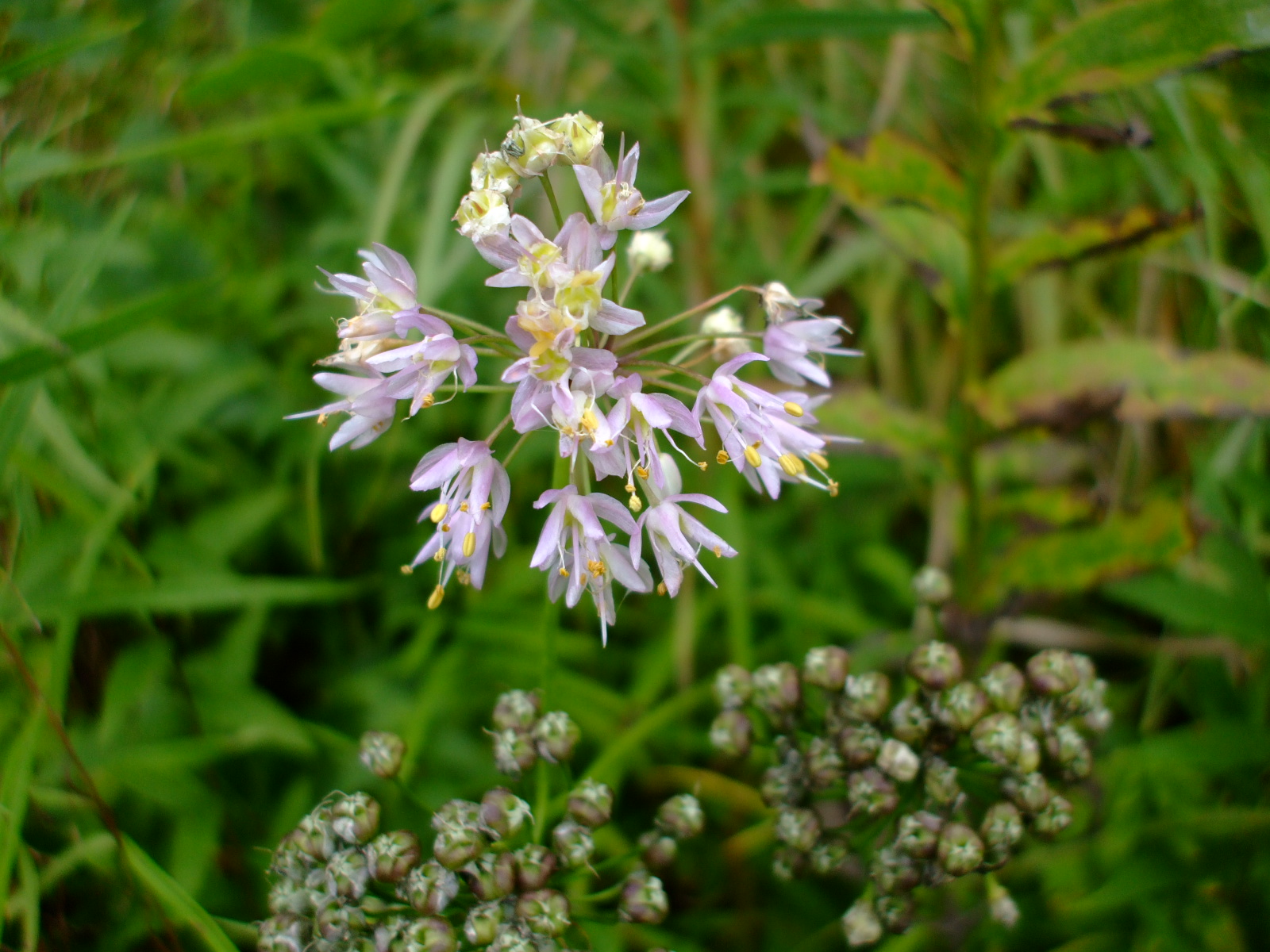 Allium cernuum